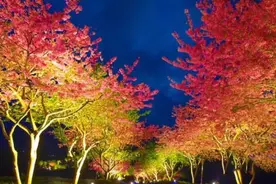 瞰见｜福建永福：万株樱花夜迎春视频封面