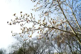 银川：玉兰花绽放迎春图片
