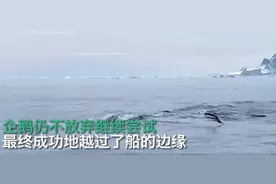 企鹅为逃脱虎鲸捕食跳上游船，全程高能，网友：求生欲太强了图片