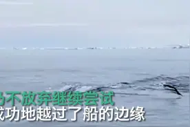 企鹅为逃脱虎鲸捕食跳上游船，全程高能，网友：求生欲太强了图片