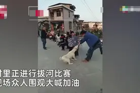村民们拔河比赛，狗狗叼绳当“外援”使劲拉扯，全程超可爱图片