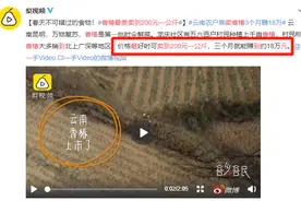 卖到200元一公斤的香椿，怎么做好吃？图片
