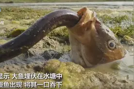镜头拍下大鱼捕食鳗鱼全程：一口嗦进嘴里，狼吞虎咽直接进肚图片