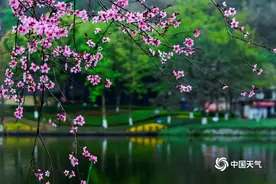 重庆彩云湖湿地公园 花红柳绿惹人醉图片