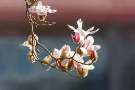 花鸟嬉春，生机勃发图片