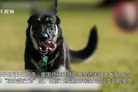那只绊倒拜登的狗又闯祸：咬伤白宫安保人员，已被遣送回老家图片