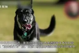 那只绊倒拜登的狗又闯祸：咬伤白宫安保人员，已被遣送回老家图片