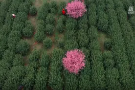 陌上春茶伴花香视频封面