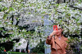 武大樱花正式对公众开放 风雨难挡游客热情视频封面