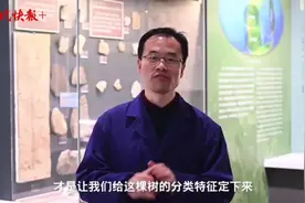 近两百年的谜题破解了！南京古植物学家让这“棵”神秘树认祖归宗图片