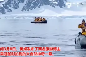 神奇一幕！企鹅遭虎鲸捕杀危急关头跳上游船，躲在人群中呆萌可爱图片