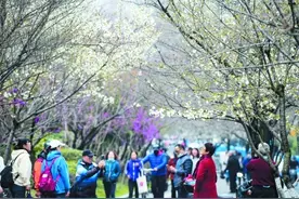 南京：“樱花大道”樱花陆续绽放图片