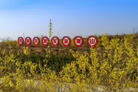 山西翼城：阳春三月 连翘花俏图片