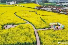 成都新津油菜花节开幕图片