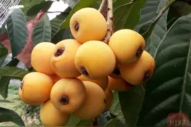 追踪全球独有的“春花枇杷”：哪里可以买种苗？何时能上市？图片