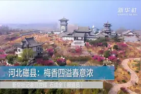 河北磁县：梅香四溢春意浓视频封面