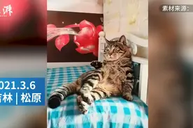 成精了！猫咪躺床角打拍子听京剧，网友：动作和老大爷一模一样图片