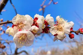 春耕春色：惊蛰黛溪花，田野春意浓图片
