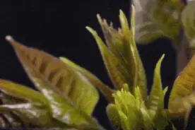 小心，春天这些菜误吃或丧命！你在田间地头见过图片