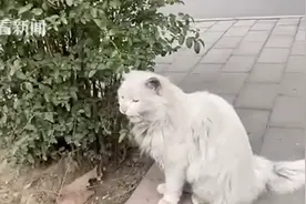 要懂礼貌！“高校大爷深夜训话猫咪”后续来了……学生：代入感太强图片