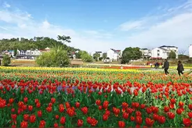浙江乡村：盛放郁金香 共赴好春光视频封面