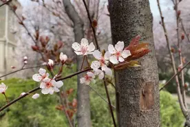 紫叶李？樱花？傻傻分不清楚！山师大“樱花大道”迷人眼图片