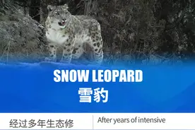 每日一词 | 雪豹图片