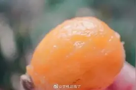 全球独有！四川诞生一种新枇杷，点进来就算吃过了图片