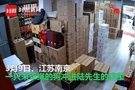 女子遛狗不牵绳袭击他人店里流浪猫 不道歉反问：你的野猫怎么不拴绳图片