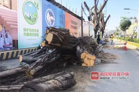 擅自移植34棵绿化树，南宁一施工单位被罚款34万多元图片