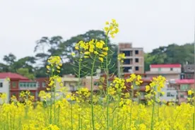 虹山油菜花海盛开　正在刷屏全洛江图片