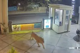 印度一头野生狮子在街上游荡 闯入一家酒店吓坏保安图片