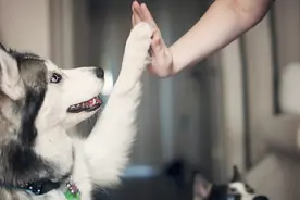 被宠物抓伤要打狂犬疫苗吗视频封面