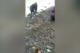 冲上岸的小海豹被人们围观抚摸数小时 第二天死亡图片