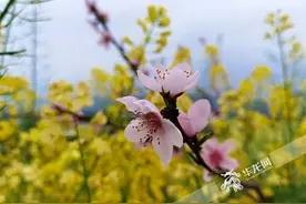 粉色的油菜花你见过吗？这片五彩油菜花梯田有点火图片