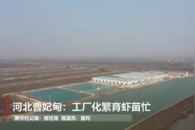 河北曹妃甸：工厂化繁育虾苗忙视频封面