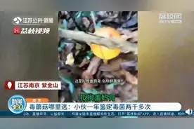 牛！95后程序员业余帮网友鉴定毒蘑菇：1年鉴定2千多次图片