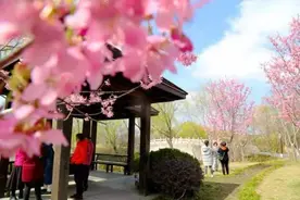 上海樱花节3月12日开幕 一键扫码预约轻松入园图片