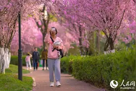 又是一年春好时 云大校园里群芳吐艳图片