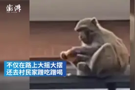 杭州西湖区一群猴子进居民家“蹭吃蹭喝”，警方将麻醉抓捕图片