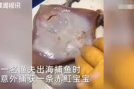 丹麦渔夫捕获赤魟宝宝！手一碰竟现神奇一幕，网友直呼太可爱了图片