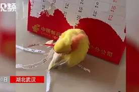 鹦鹉啄日历条插在自己的尾巴上，为颜值拼了！网友：有一颗变凤凰的心图片