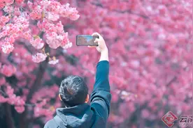 「高清组图」云南大学春季限定花海来了图片