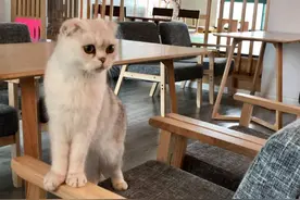 上海有家“猫咪试养”店，店主称不同于“租猫”、只给确定买猫的顾客试养图片