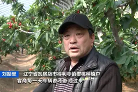 樱桃红了！价格创新高！一斤卖到120元图片