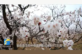 花开齐鲁｜杏花已盛开，长清融媒记者带你打卡万亩杏园视频封面