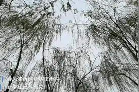 春风催新绿 植树正当时视频封面