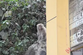 云南屏边：这只野生猕猴和店铺老板成了“好朋友”图片