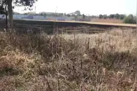 整片草坪起火，原因太荒唐图片