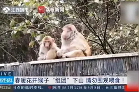 保持距离！猴子组团下山市民切勿投喂图片
